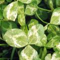 Cream spotting on clover leaf